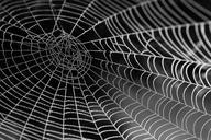 spider-web-with-water-beads-network-921039.jpg