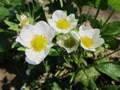 strawberry-plant-field-blossom-846529.jpg