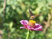 travel-nature-flower-butterfly-70040.jpg