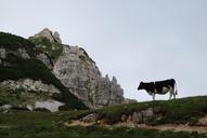 cow-mountain-rock-461917.jpg