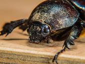 beetle-insect-tropical-beetles-193935.jpg