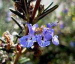 flower-purple-blue-rosemary-herb-189897.jpg