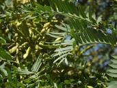 acacia-tree-branches-nature-plant-1131351.jpg