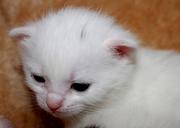 young-kittens-sweet-pet-baby-cat-1359559.jpg