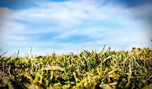 grass-sky-nature-624678.jpg