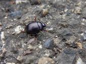 beetle-insect-animal-race-escape-92537.jpg