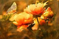 butterfly-nature-flowers-578798.jpg