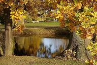 autumn-leaves-trees-autumn-forest-206978.jpg