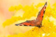 peacock-butterfly-butterfly-yellow-459300.jpg