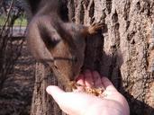 squirrel-forest-trees-wildlife-574774.jpg