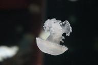 jellyfish-jelly-fish-aquarium-280294.jpg