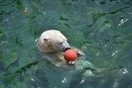 polar-bear-ball-water-365116.jpg