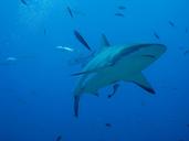 honduras-roatan-shark-sea-diving-1302291.jpg