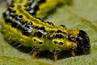 caterpillar-bug-animal-macro-337260.jpg