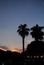 palms-trees-pine-sunset-dusk-sky-347625.jpg