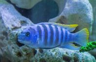 aquarium-colorful-gruff-1477382.jpg