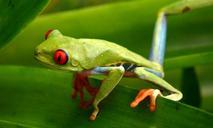 frog-red-eyed-tree-amphibian-647765.jpg