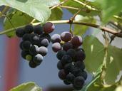 grapes-fruit-the-bunches-eating-435932.jpg