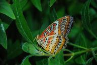 monarch-butterfly-insects-animal-209094.jpg