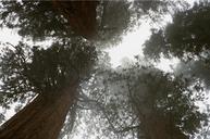 redwoods-trees-tall-forest-405929.jpg