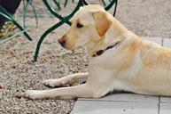 labrador-dog-sweet-concerns-animal-1287255.jpg