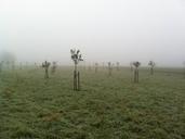 orchard-november-fog-plant-trees-534594.jpg