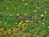 meadow-flowers-plants-nature-508288.jpg