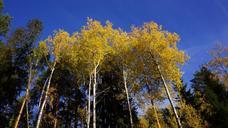 autumn-fall-colors-deciduous-trees-193331.jpg