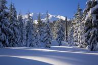 snow-forest-winter-nature-trees-1480921.jpg