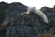 polar-bear-ice-bear-animal-bear-828995.jpg