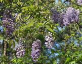 wisteria-flowers-wistaria-wysteria-407118.jpg