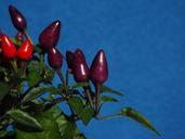 ornamental-peppers-fruits-592437.jpg