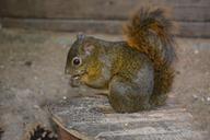 squirrel-croissant-nut-nibble-eat-397738.jpg