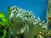 aquarium-coral-water-colorful-53994.jpg