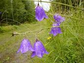 Purple bells.jpg