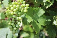 grapes-wine-vine-bunch-leaf-598220.jpg