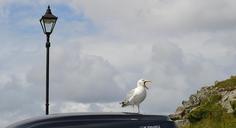 sea-gull-bird-song-cornwall-648774.jpg