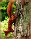 squirrel-croissant-nager-fur-furry-321739.jpg