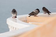 rain-pigeons-wet-parapet-mirroring-571316.jpg