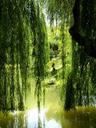 willow-tree-lagoon-pond-nature-1327914.jpg