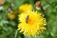 bee-pollen-dandelion-pollination-1355942.jpg