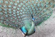 peacock-feathers-royal-colorful-1268647.jpg