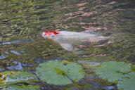 brocade-carp-koi-carp-fish-swim-70607.jpg