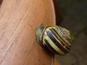 snail-shell-close-snail-shell-328649.jpg