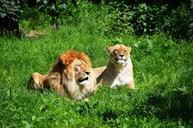 lion-wild-animals-animal-couple-359241.jpg