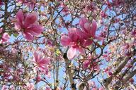 saucer-magnolia-magnolia-tree-997284.jpg