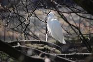 egret-perch-outside-white-bird-342190.jpg