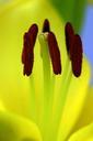 lily-macro-yellow-flower-stamp-651057.jpg