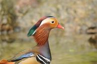 duck-drake-color-mandarin-ducks-536659.jpg