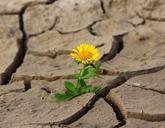 flower-life-crack-desert-drought-887443.jpg